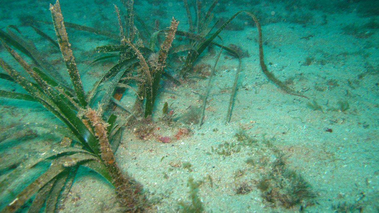 010 Posidonie (Posidonia oceanica).JPG - Posidonie (Posidonia oceanica)